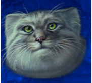 Símbolo Gato