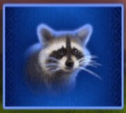 Mapache