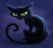 Gato negro