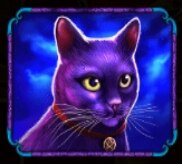 Gato